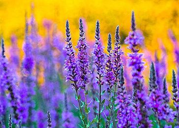 致力《鬼泣》《龙之信条》20年 伊津野英昭：想要尝试新事物